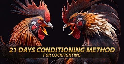 21 days conditioning cockfighting|JRB 21 DAYS BASIC FUNDAMENTAL IN CONDITIONING .
